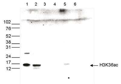 Western Blot: Histone H3 [ac Lys36] Antibody [NBP2-59273]